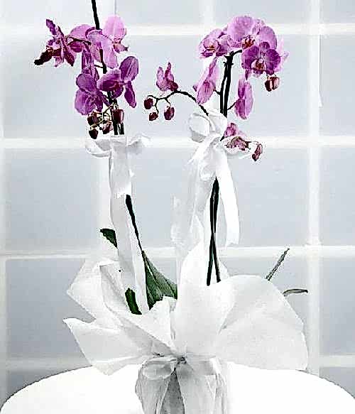 2 Dallı Mor Orkide