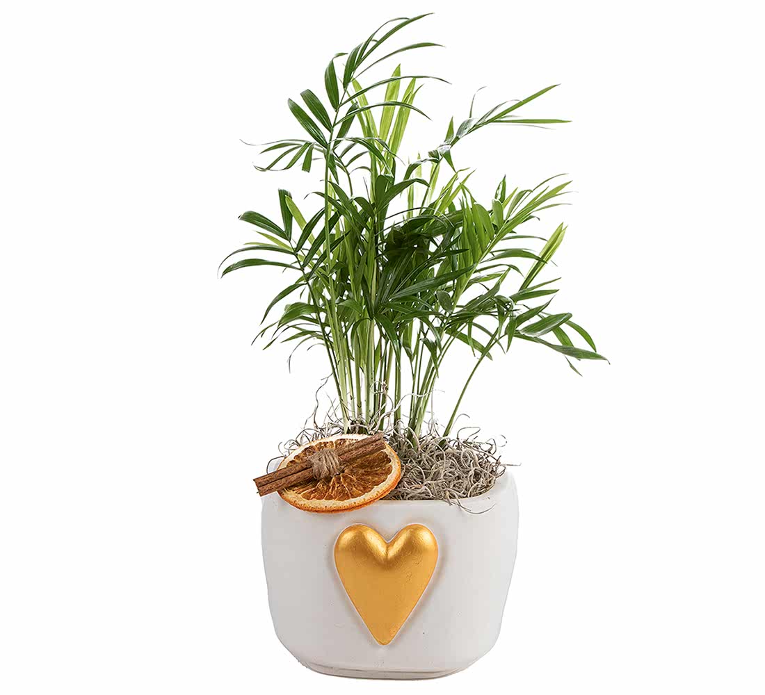 Altın Kalpli Chamadore