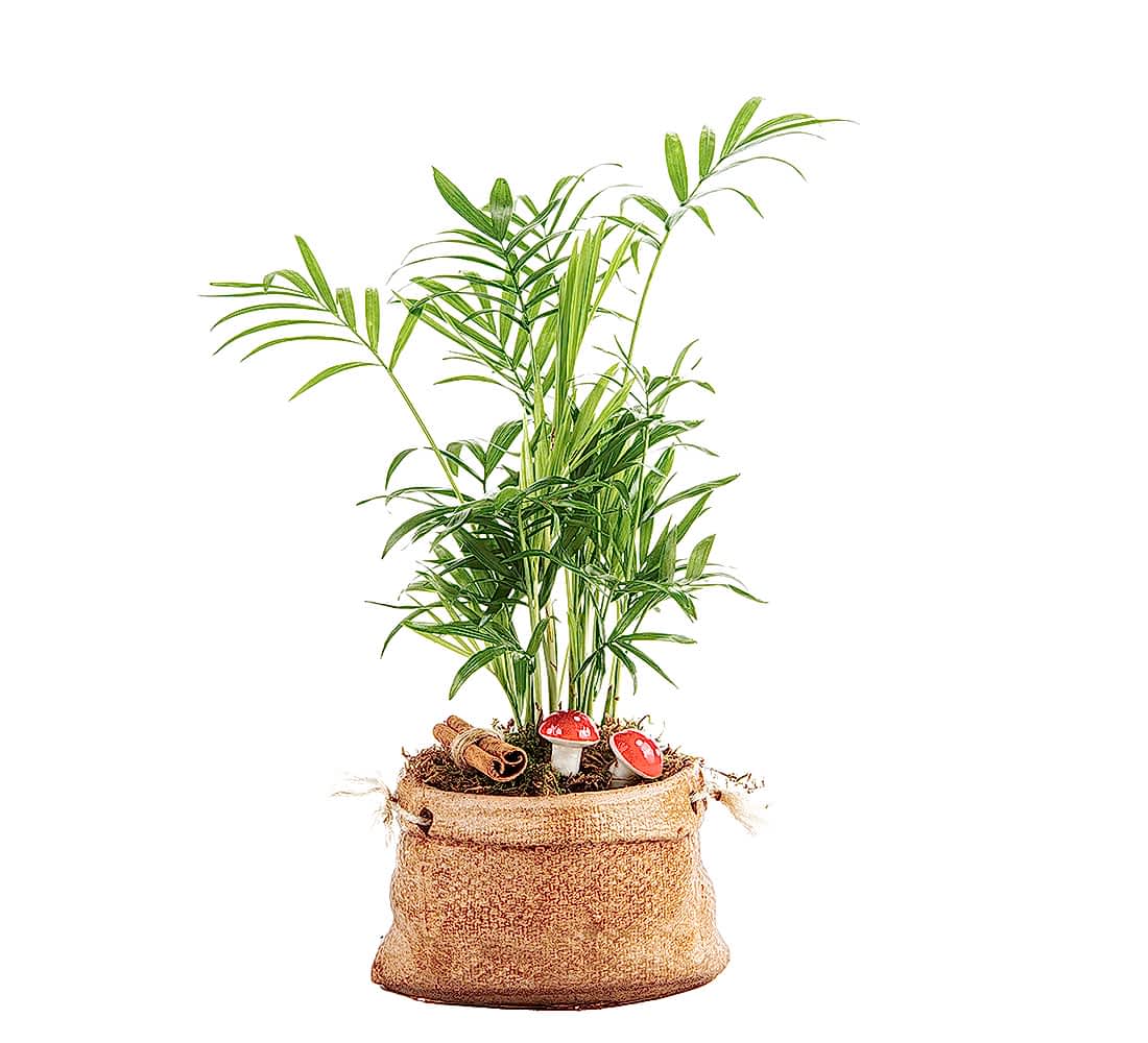 Çuval Serisi Chamadore