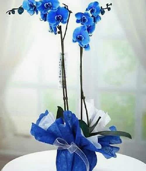 iki dallı mavi orkide