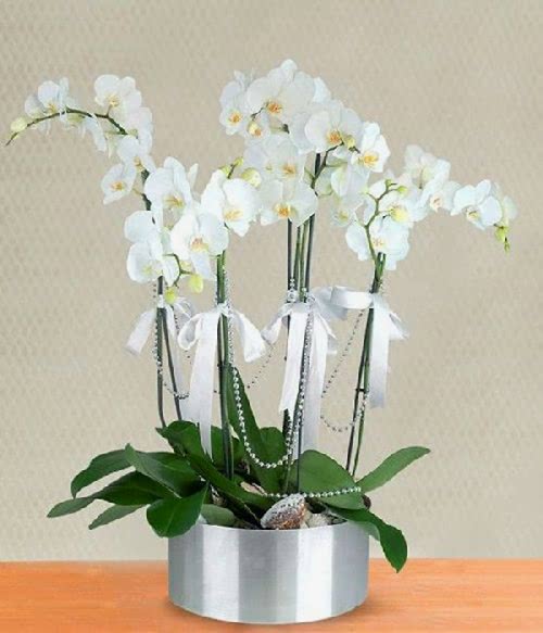 5 dallı beyaz orkide