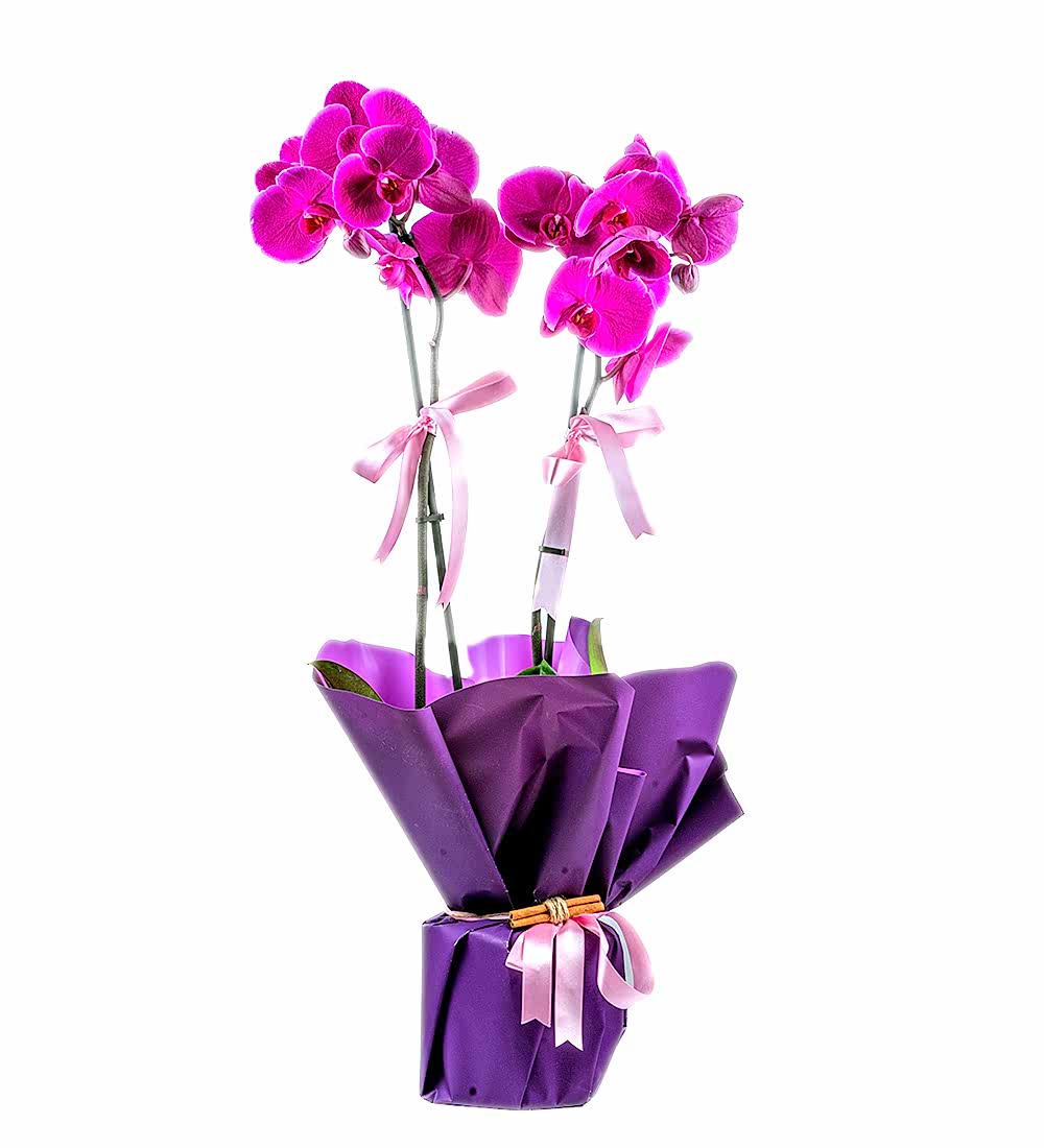 2 Dallı Butik Mor Orkide