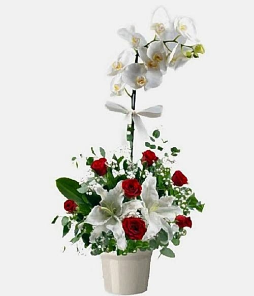 orkide,gül ve kazablanka