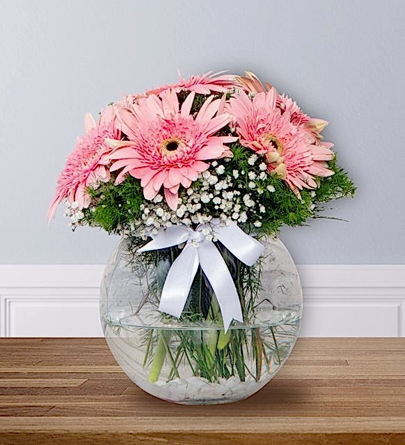 Fanusta Pembe Gerbera