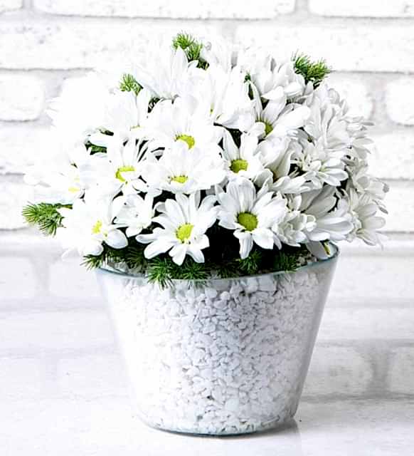 Konik Vazoda Papatya