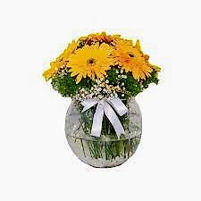 Fanusta Sarı Gerbera