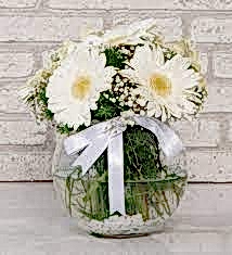 Fanusta Beyaz Gerbera